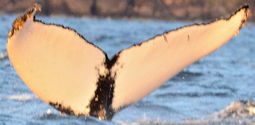 Fluke of Love (Husavik)