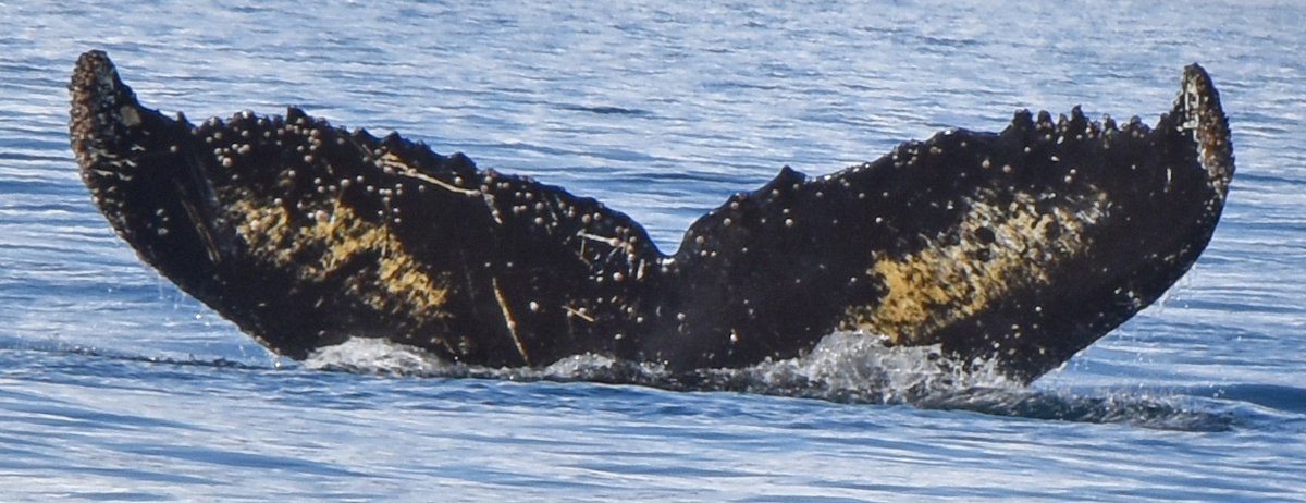 Fluke of CI-AP2023