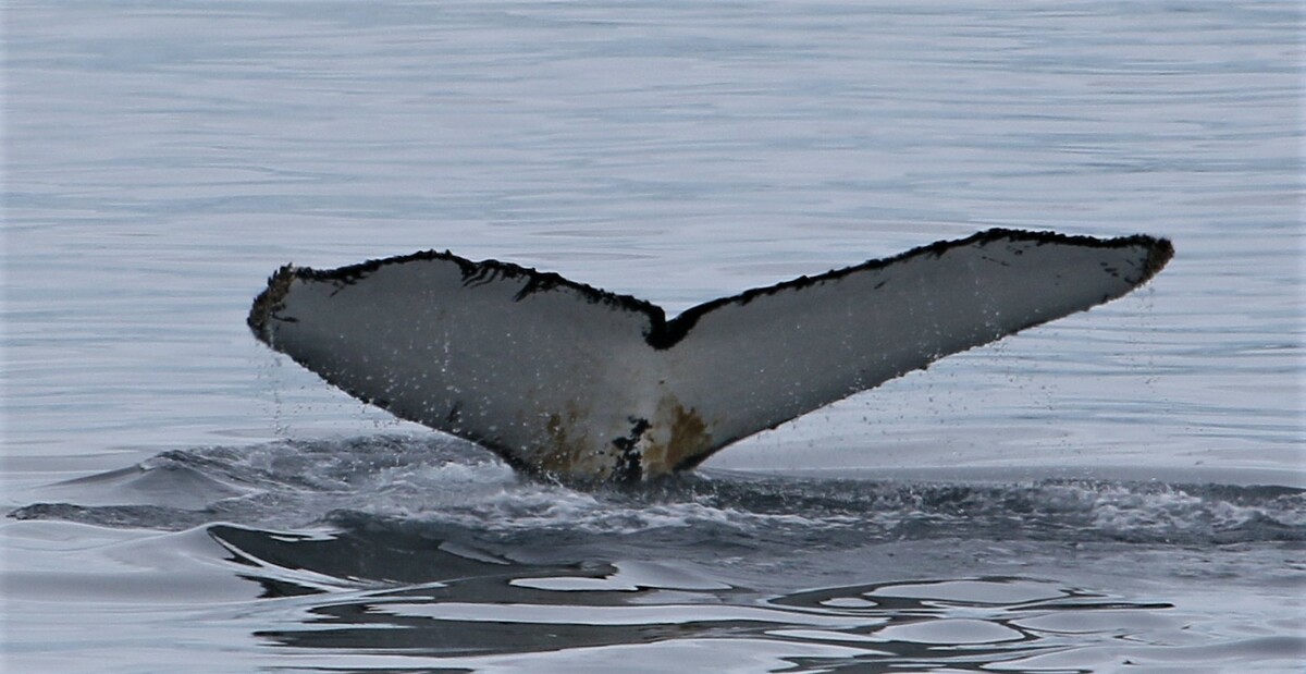 Fluke of CI-AP2004