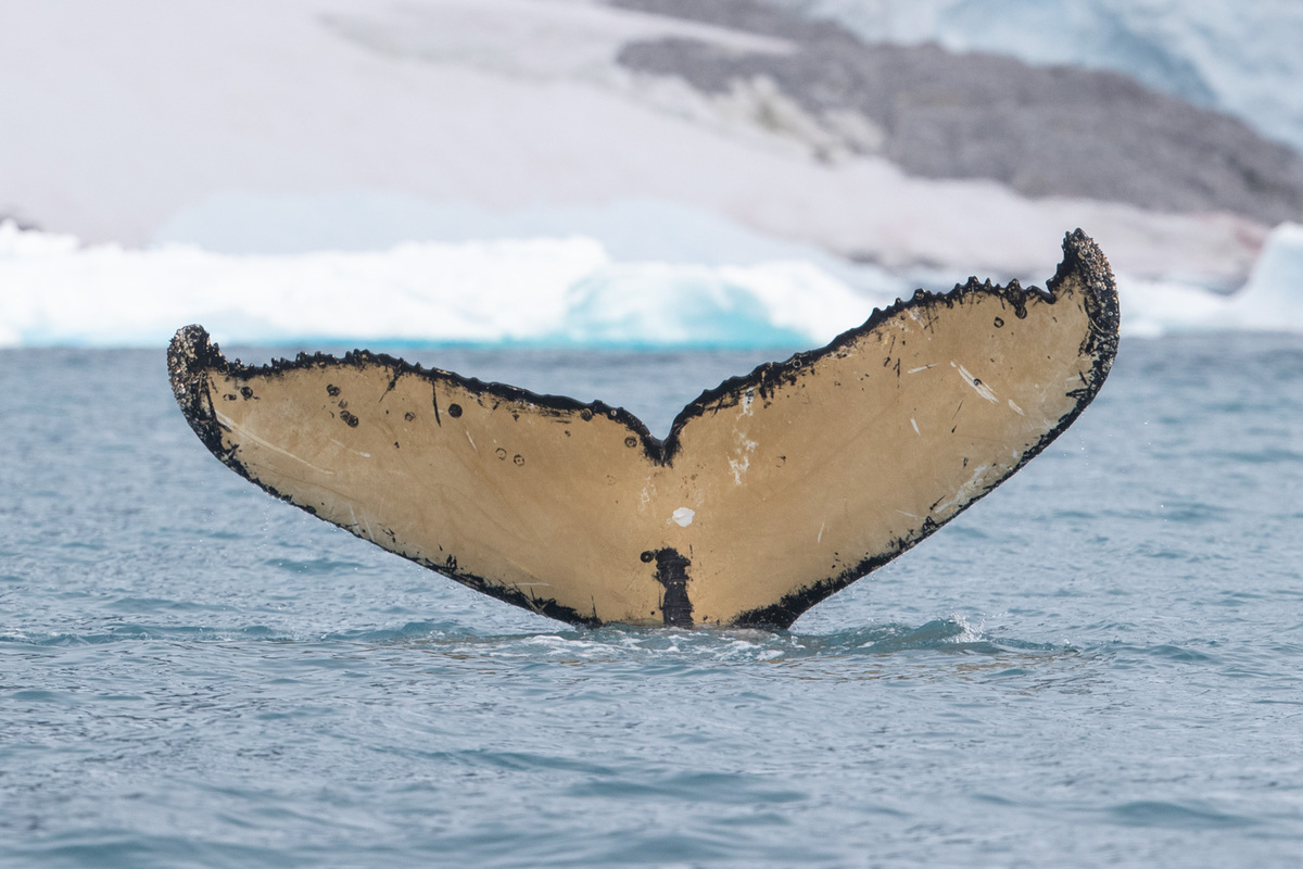 Fluke of Stahlnn (Antarctica)