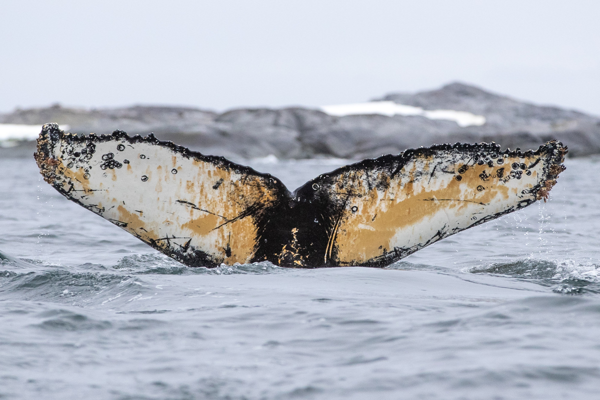Fluke of Rust's Knølhval (Antarctica)