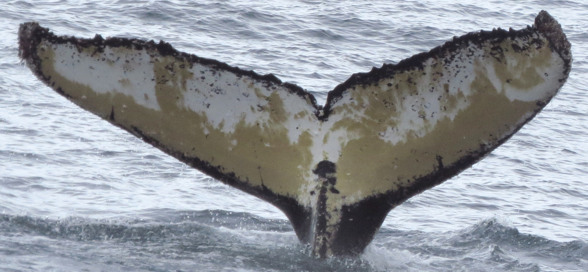 Fluke of Chimay (Antarctica)