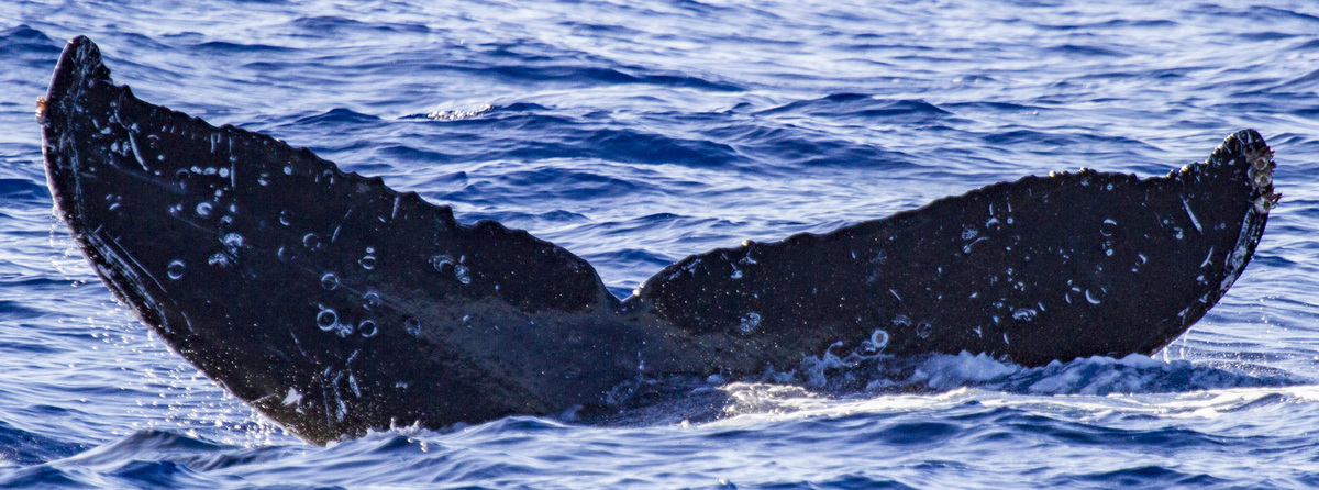Fluke of Pony (British Columbia)