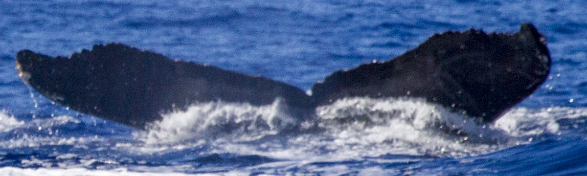 Fluke of SEAK-1152