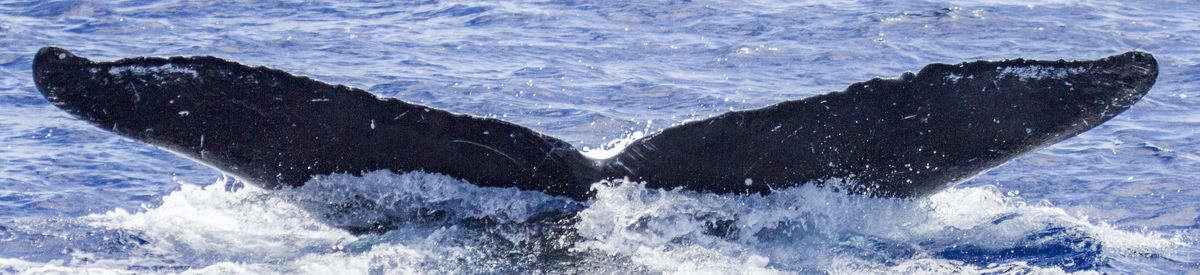 Fluke of OSUWTG-MnHI300