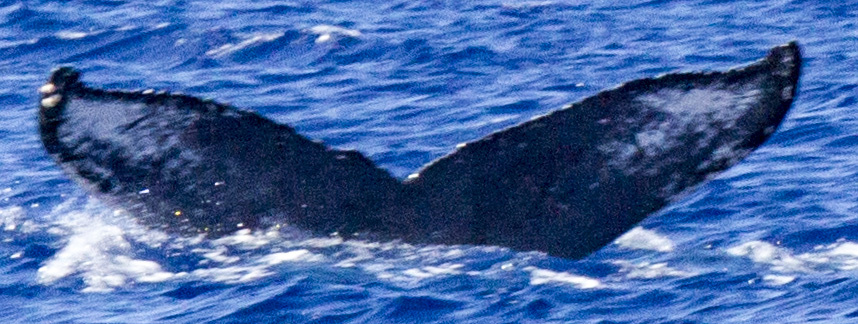 Fluke of BCY0301