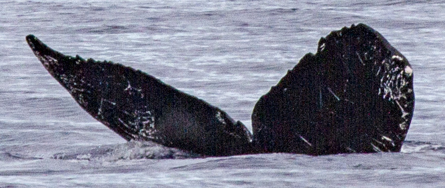Fluke of OSUWTG-MnHI295