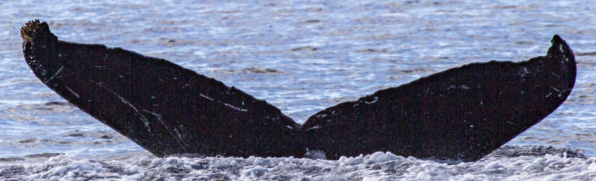 Fluke of CRC-18580