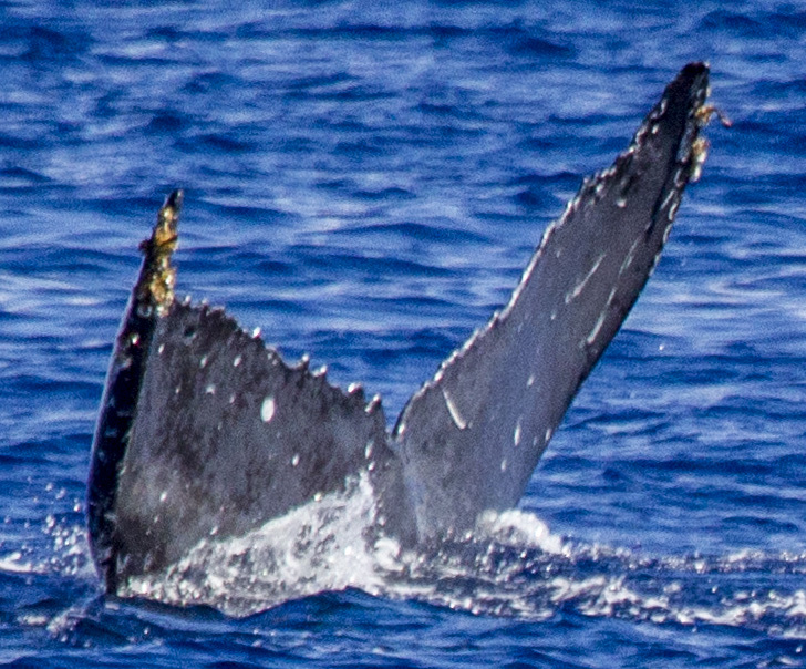 Fluke of OSUWTG-MnHI245