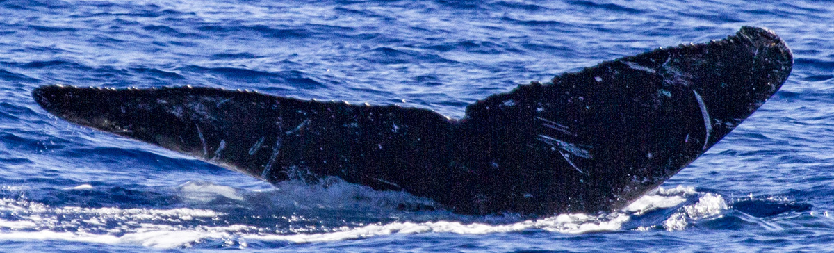 Fluke of OSUWTG-MnHI323