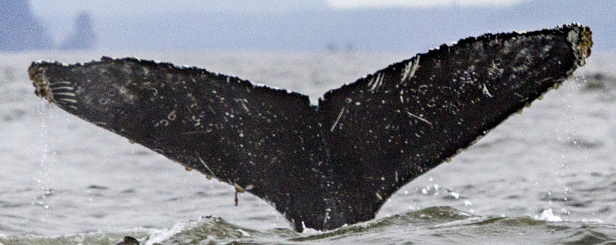 Fluke of CRC-18759