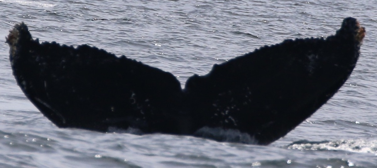 Fluke of Boulder (Salish Sea)