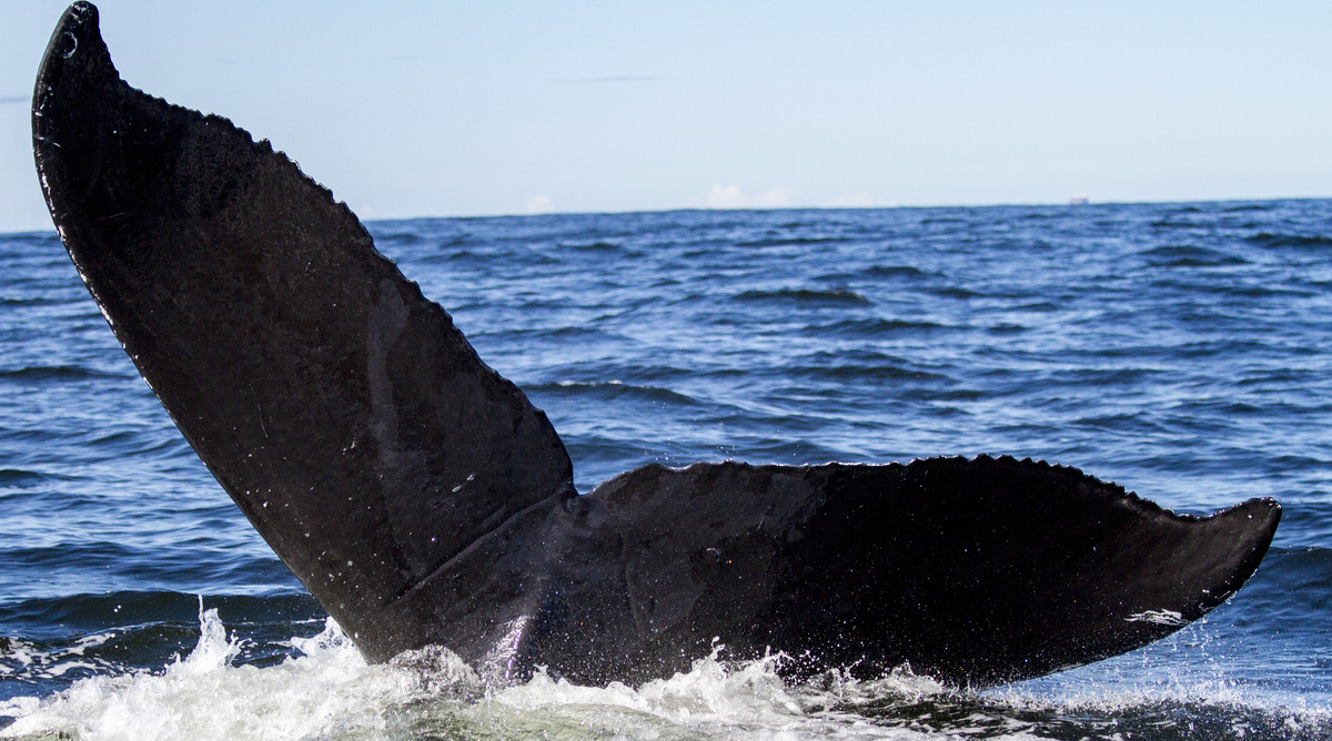 Fluke of Pointer (Salish Sea)