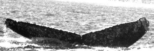 Fluke of UABCS-MN5-05R0422