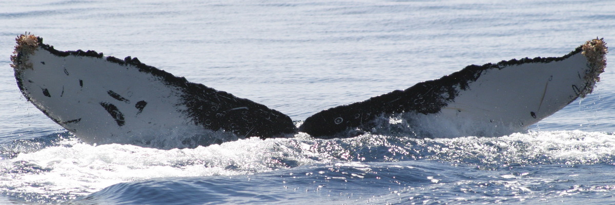 Fluke of UABCS-MN2-05B0159