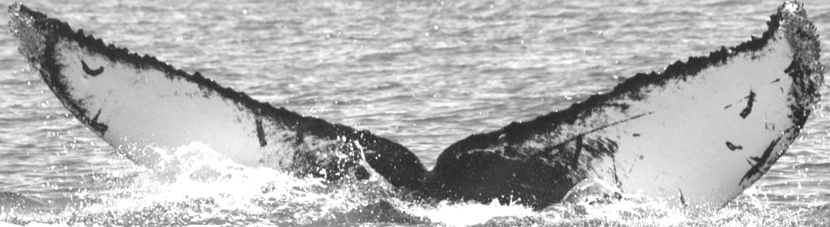Fluke of UABCS-MN2-04R0130