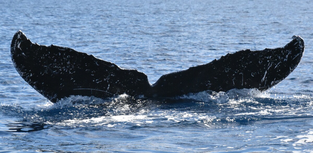 Fluke of UABCS-MN5-04R0433
