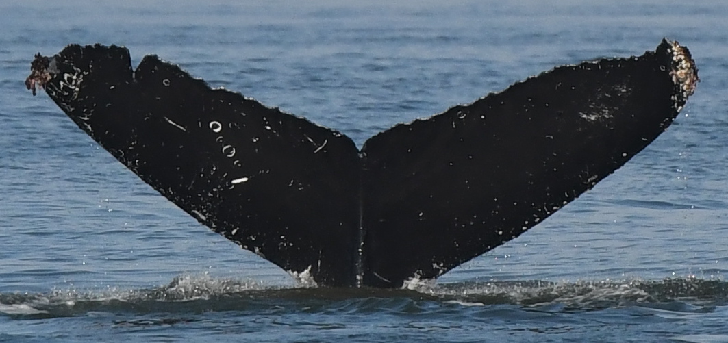 Fluke of Split Fluke (Salish Sea)