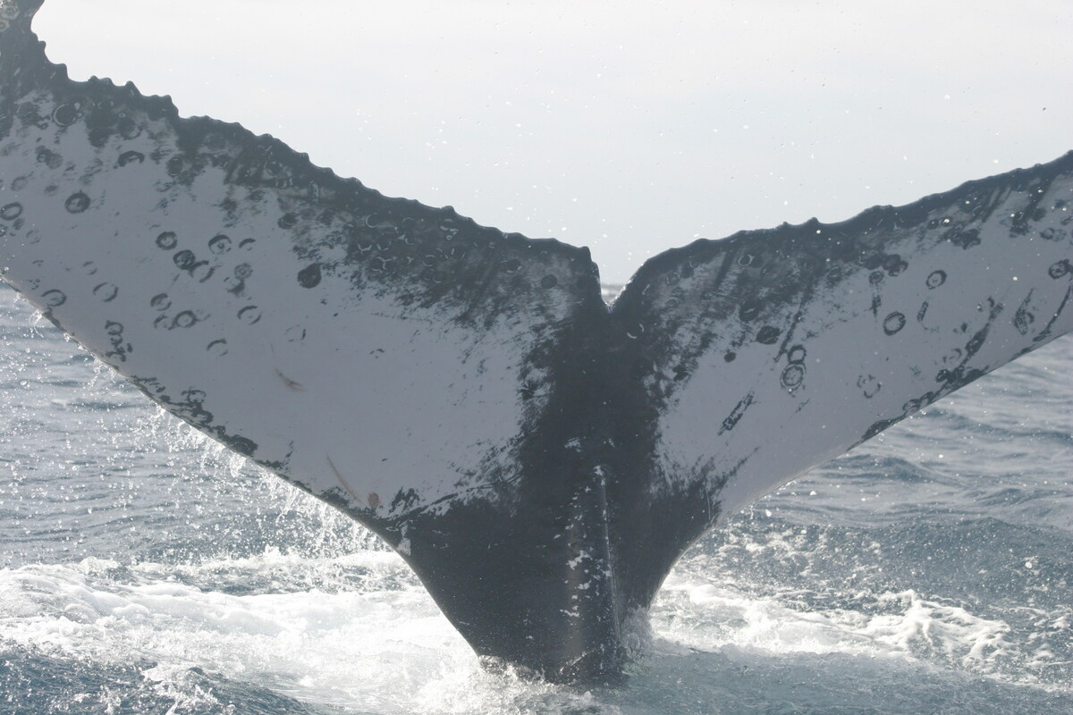 Fluke of UABCS-MN2-05B0143