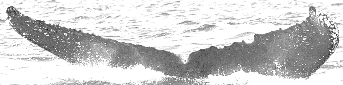 Fluke of CRC-20901