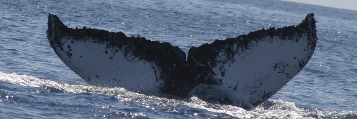 Fluke of BCY0109