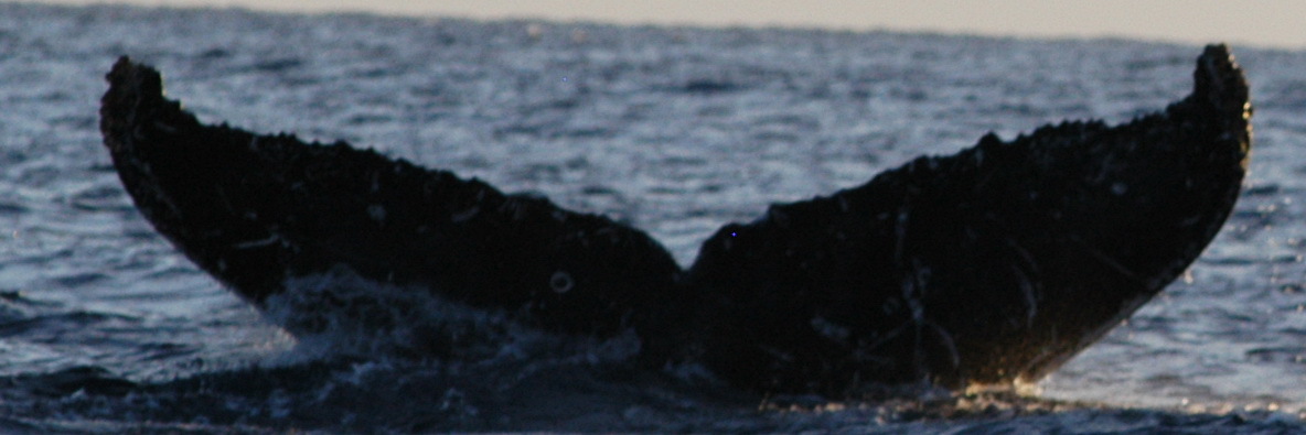 Fluke of Waluwalu (FS)