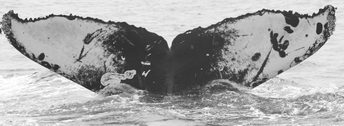Fluke of Manta (California)