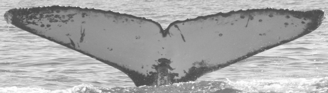 Fluke of UABCS-MN1-04B0095