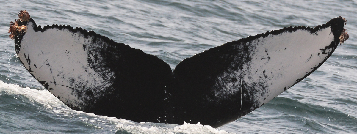 Fluke of Sixtyjumps (Husavik)