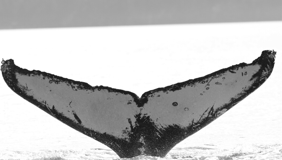 Fluke of KBAY-Z42