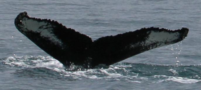Fluke of NA-6668