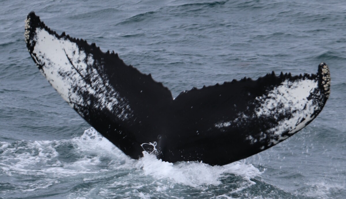 Fluke of NA-9974