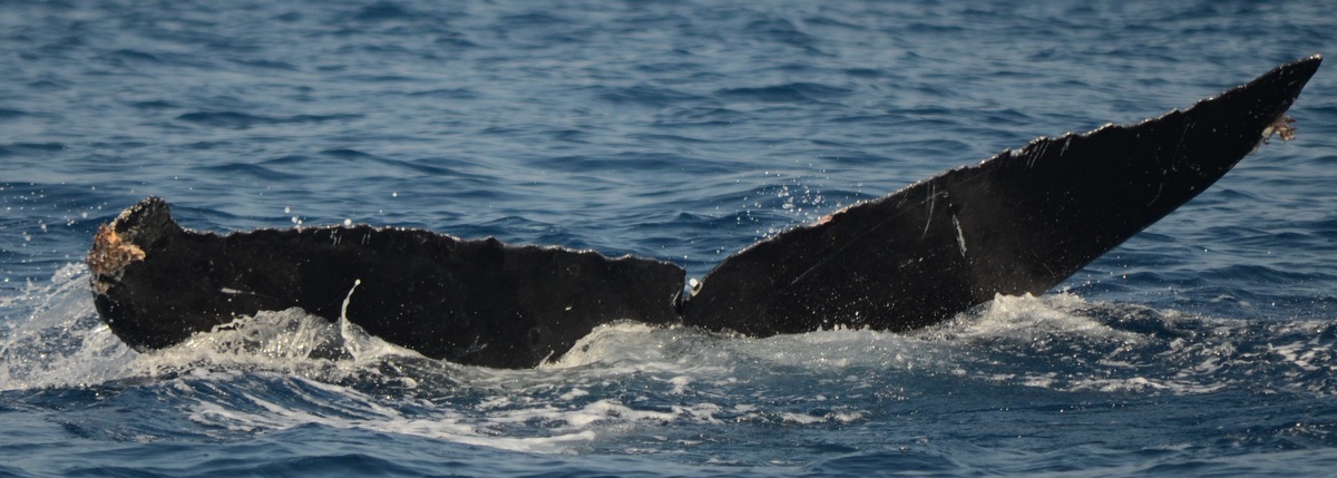 Fluke of CRC-16144