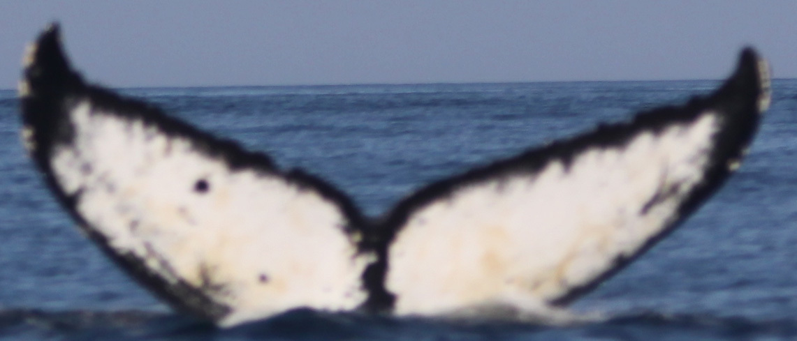 Fluke of Victory (Salish Sea)