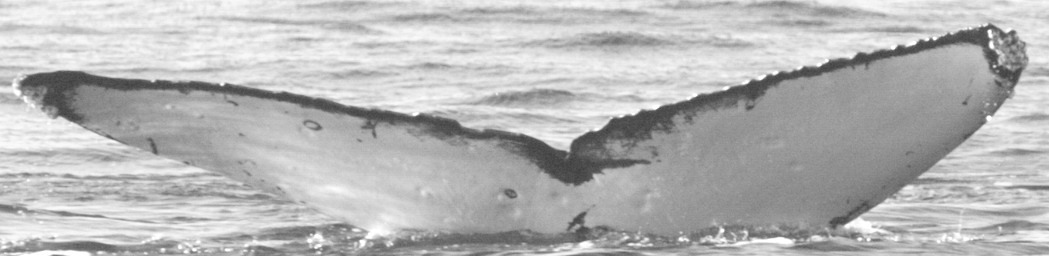 Fluke of HW-MN0441766