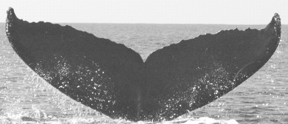Fluke of HW-MN0441768