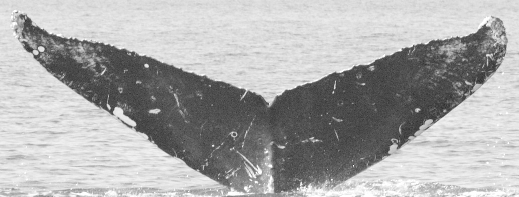Fluke of SEAK-5251