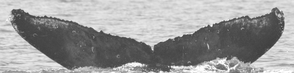 Fluke of BCX0546