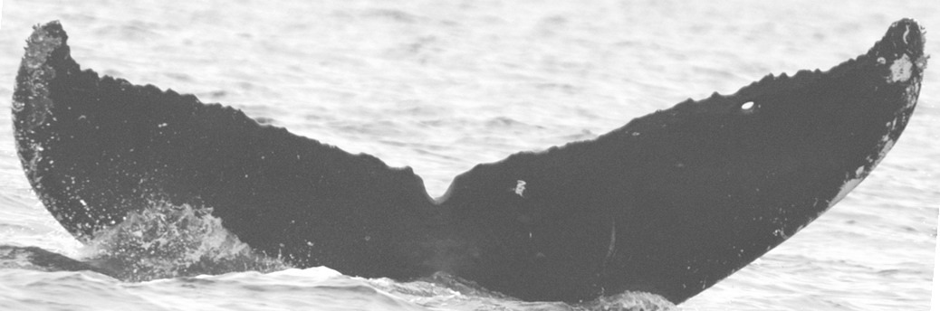 Fluke of SEAK-2742