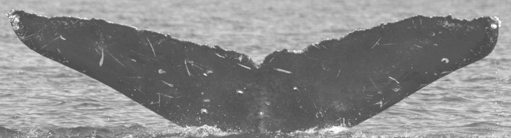 Fluke of SEAK-0310