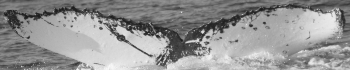 Fluke of HW-MN0441742