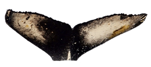 Fluke of ESPHW-ACMA#0021
