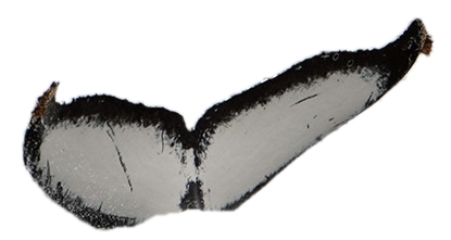 Fluke of Groucho (Antarctica)