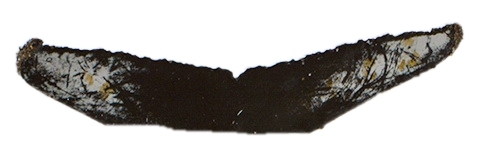 Fluke of ESPHW-ACMA#0015