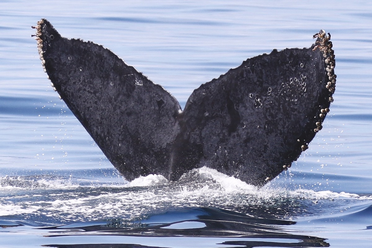 Fluke of CRC-10541