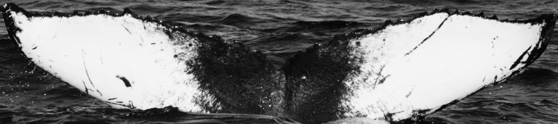 Fluke of CRC-19230