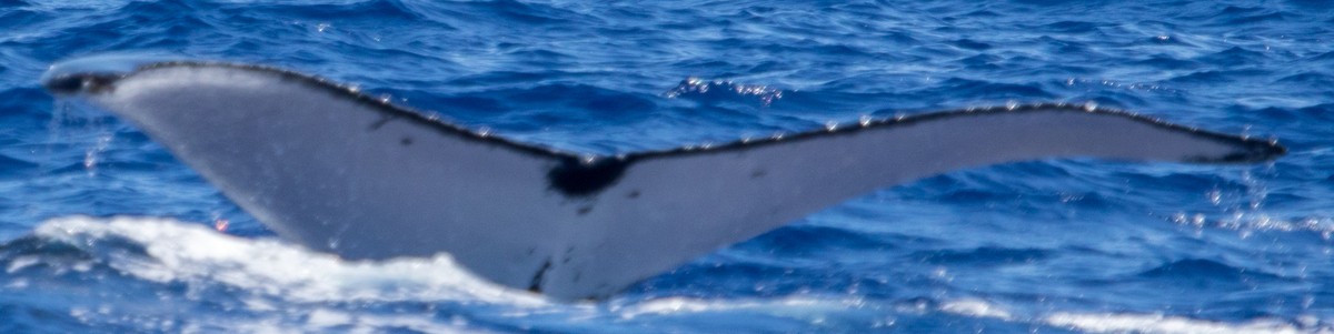 Fluke of HIHWNMS-2019-2-27_G01_A02