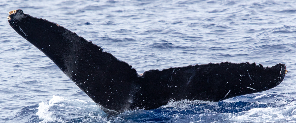 Fluke of HIHWNMS-2020-1-13_G03_A02