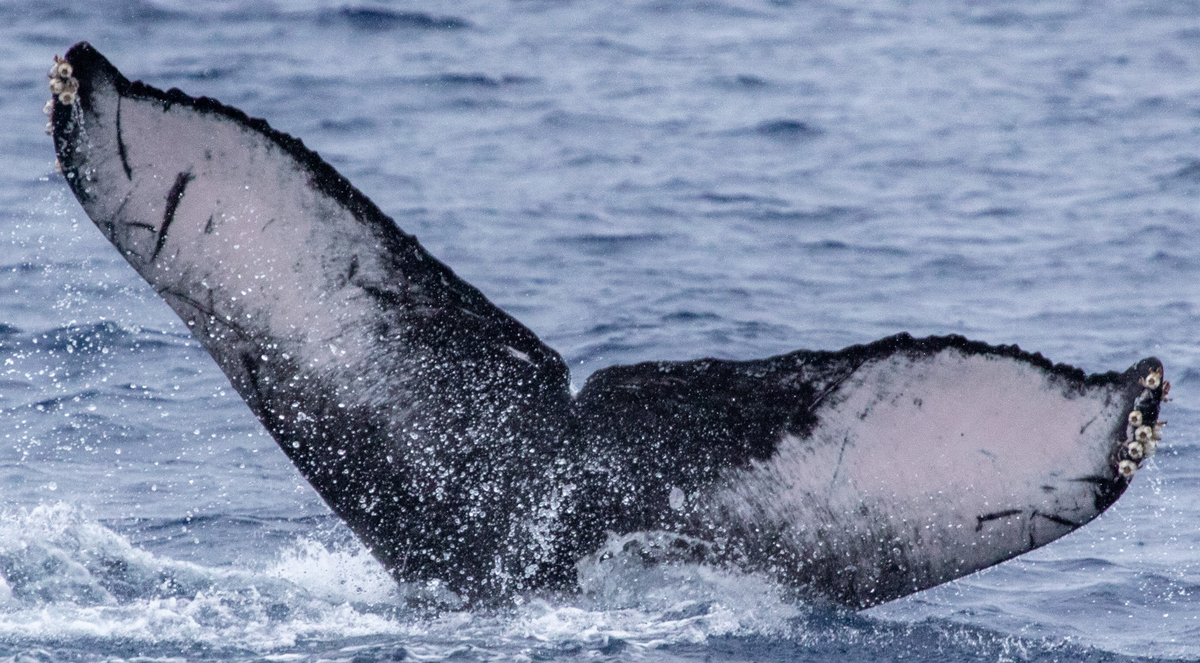 Fluke of HIHWNMS-2020-1-11_G01_A01