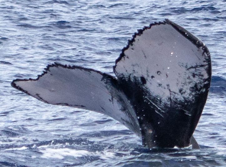 Fluke of HIHWNMS-2020-1-10_G07_A04